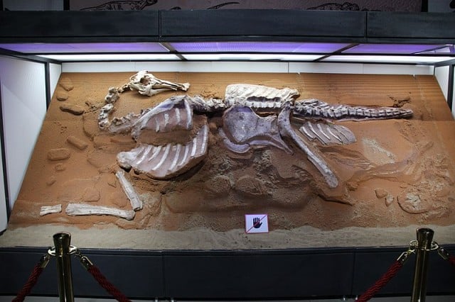 Bactrosaurus skeleton
