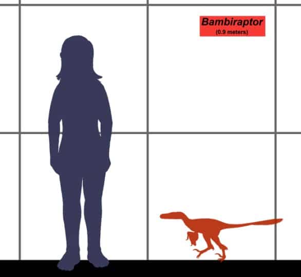 Bambiraptor size