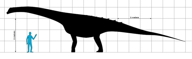 Ampelosaurus size