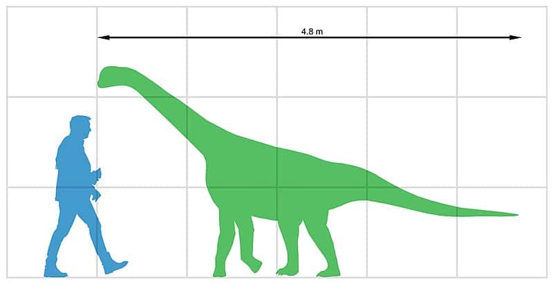 Bellusaurus size