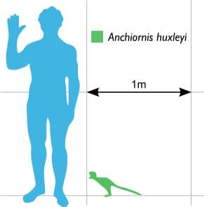 Anchiornis size