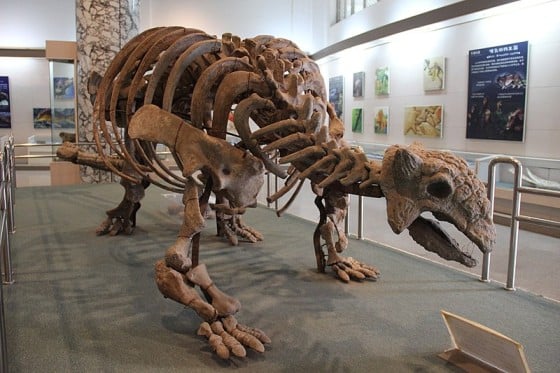 Ankylosaurus skeleton