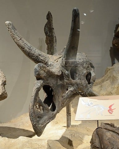 Agujaceratops skull