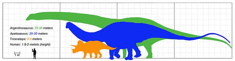 Apatosaurus size