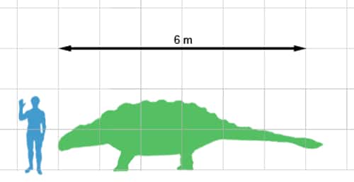 Ankylosaurus size
