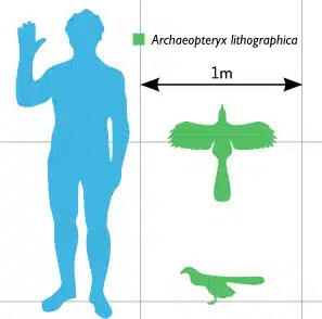 A size comparison chart of Archaeopteryx, highlighting its relative dimensions to a human. The chart displays Archaeopteryx both in flight and standing, emphasizing its small stature with a wingspan of about 1 meter.