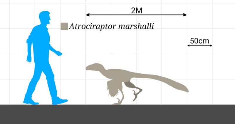 Atrociraptor size