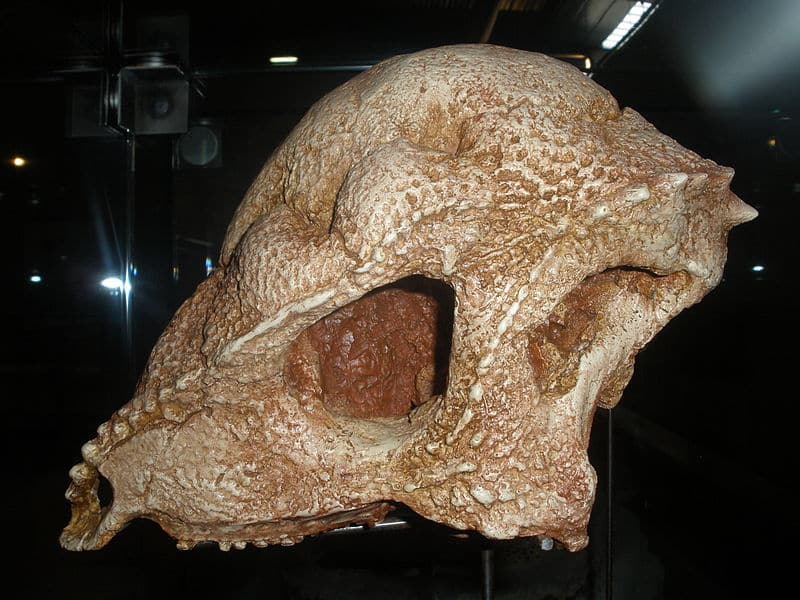 fossil of Prenocephale prenes, an extinct ornithischian