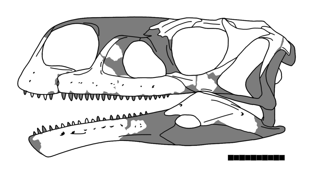 A head sketch of the Aardonyx skull by IJReid