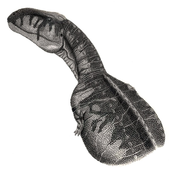 Abelisaurus | Enigmatic Predator of the Late Cretaceous