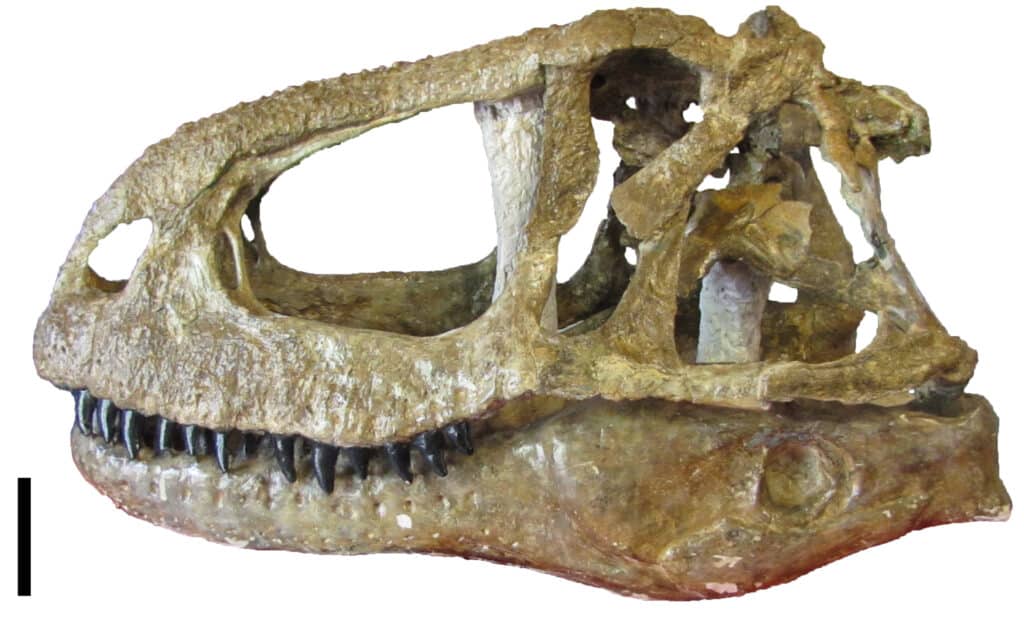 Abelisaurus skull