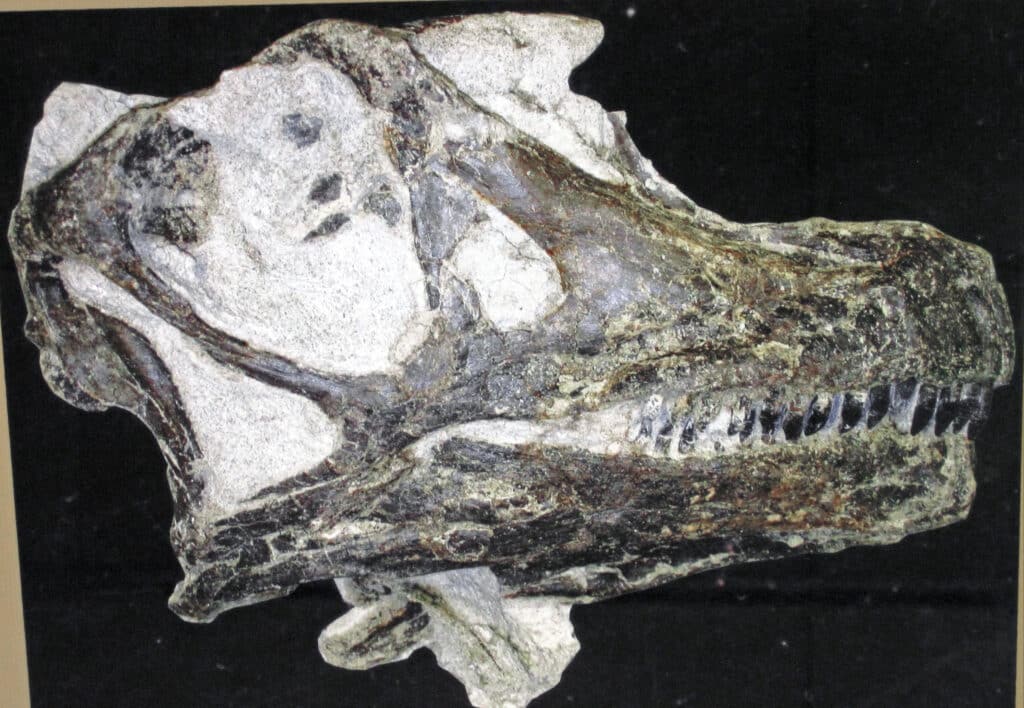 Abydosaurus mcintoshi skull