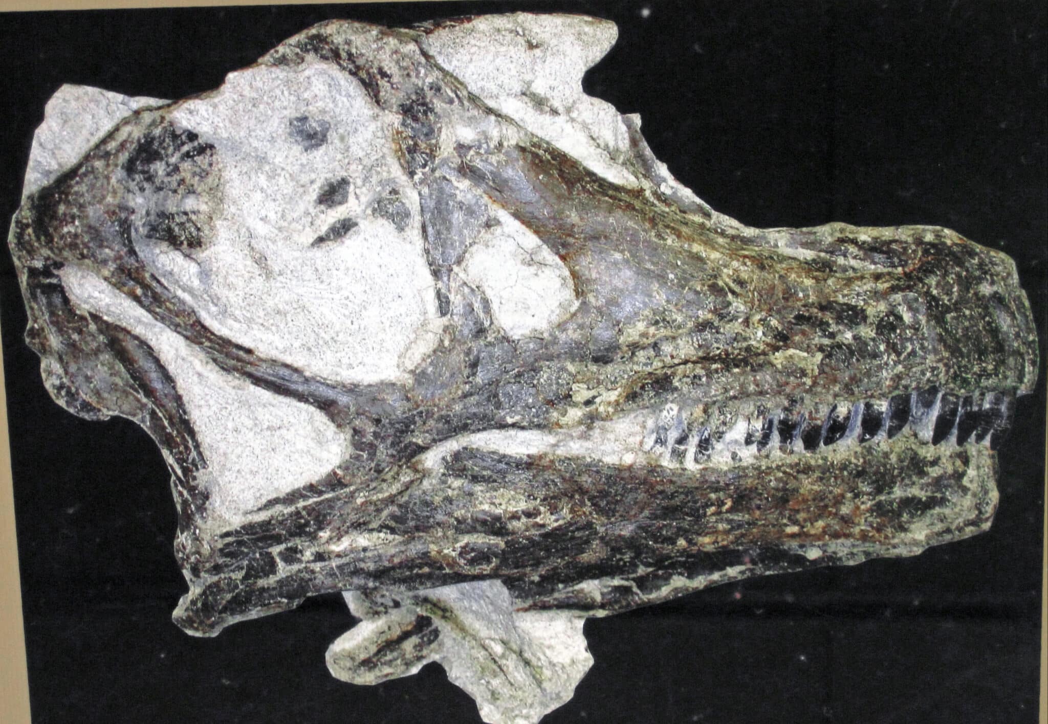 Abydosaurus: Mysteries of the Little-Known Herbivore