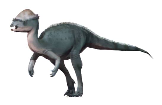 Acrotholus: The Highest Dome Dino from the Late Cretaceous