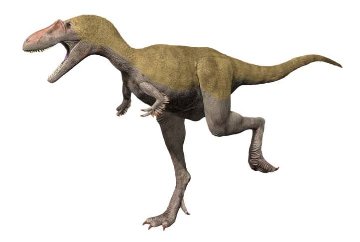 Artistic rendering of an Albertosaurus, a bipedal carnivorous dinosaur, depicted in a dynamic pose with its mouth open, showcasing sharp teeth. The dinosaur has a robust build, short arms, and a long tail for balance, with a textured skin pattern in shades of green and brown.