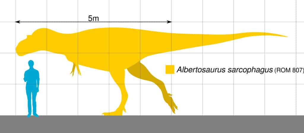 Size comparison chart showing the silhouette of an Albertosaurus sarcophagus alongside a human figure for scale. The chart indicates the dinosaur's length of approximately 5 meters, emphasizing its large size relative to the human figure.