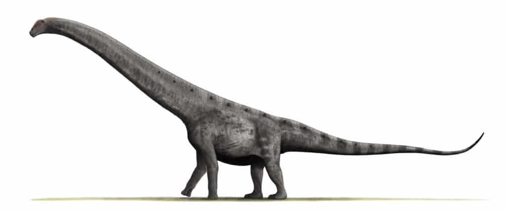 Argentinosaurus | The Titan of the Late Cretaceous Period
