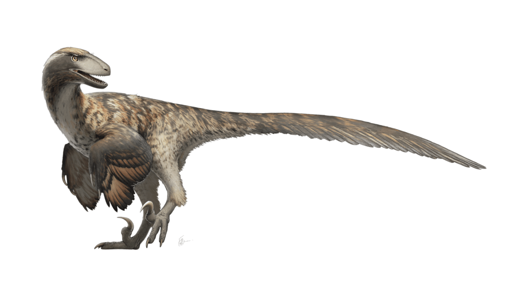 Deinonychus | Swift and Deadly Raptor | Early Cretaceous