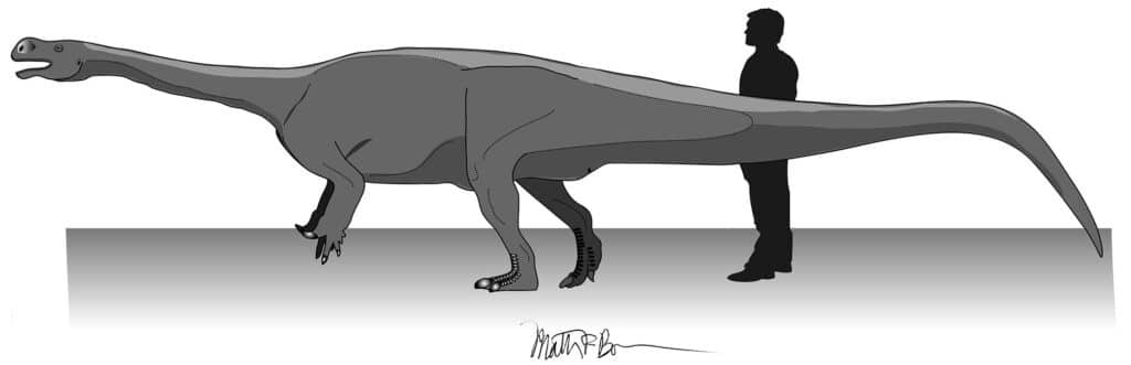 Aardonyx size comparison with a human by Matthew Bonnan