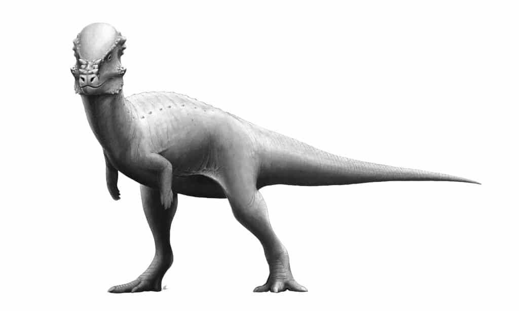 Pachycephalosaurus: Dome-Headed Dinosaur | Late Cretaceous