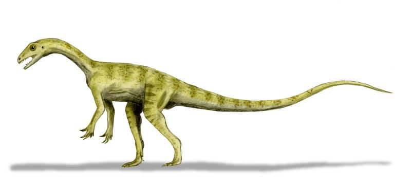Pantydraco caducus, a sauropodomorph from the Late Triassic or Early Jurassic of England, after Yates, 2003, pencil drawing, digital coloring