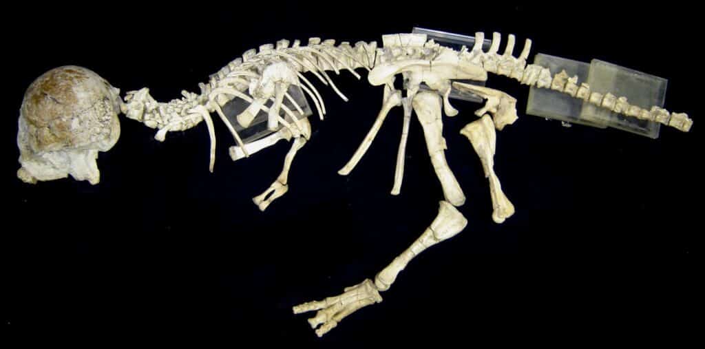  Undescribed pachycephalosaur skeleton privately owned by TaylorMadeFossils.com, attribted by the seller to the genus Prenocephale, though it has not been examined or classified by scientists.