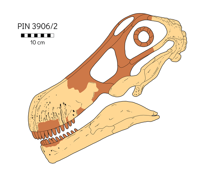 Reconstruction of the holotype skull (PIN 3906/2) of the Late Cretaceous sauropod Quaesitosaurus orientalis. Based on Kurzanov & Bannikov 1983