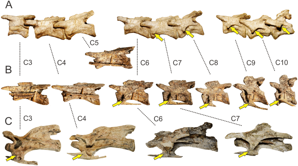 Cervical vertebrae of three selected sauropodomorphs: Pantydraco