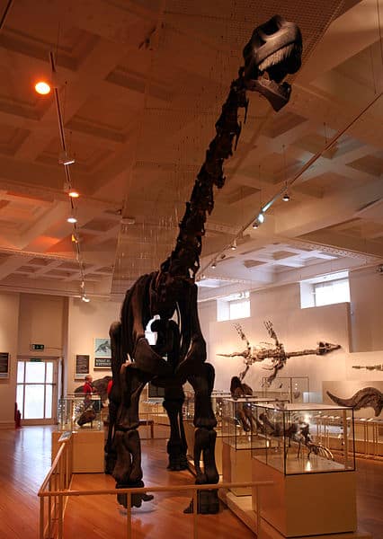 Cetiosaurus oxoniensis, "Rutland Dinosaur". New Walk Museum, Leicester. Tuesday, 17 July, 2012