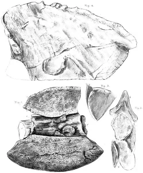 A detailed black-and-white illustration of Polacanthus fossils. The image showcases several fossilized bones, including fragments of armor plates, vertebrae, and other skeletal elements. The fossils are drawn with precise shading and texture, highlighting their preserved condition and intricate details. 