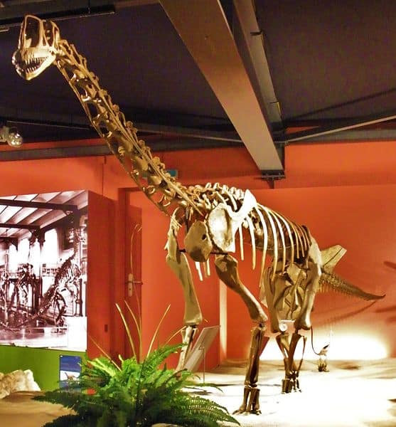 Europasaurus skeleton