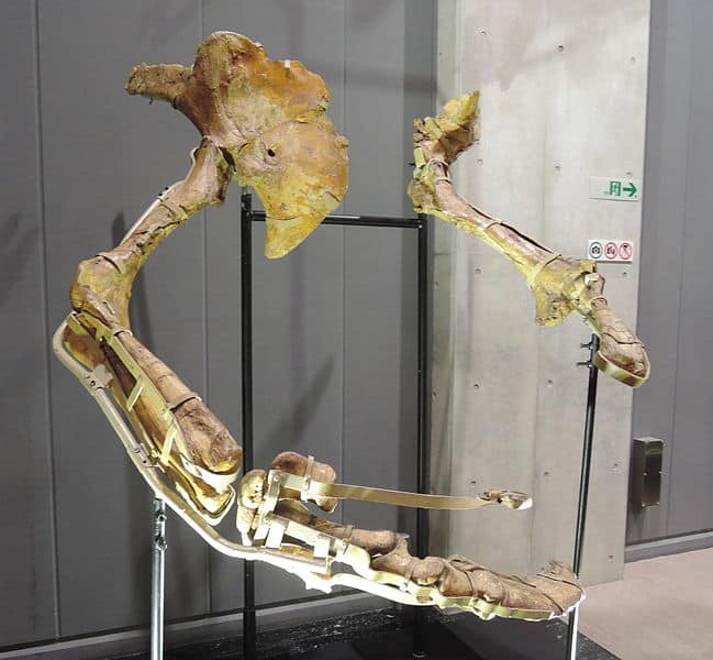 Therizinosaurus fossils