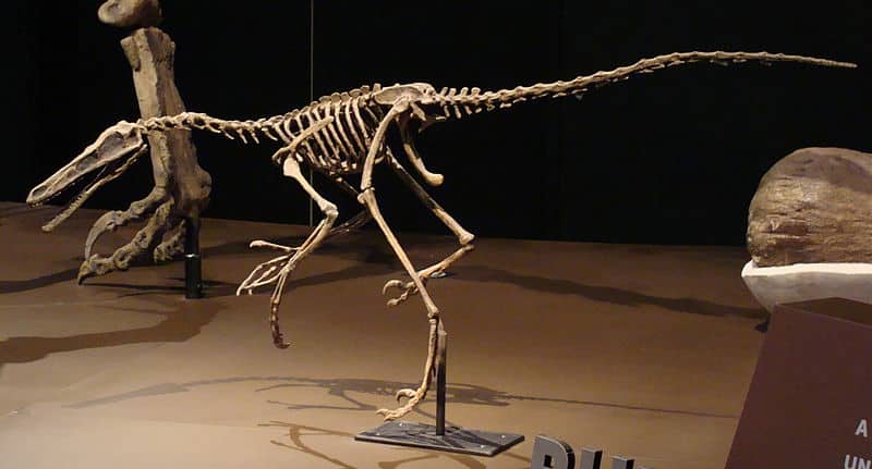Buitreraptor skeleton