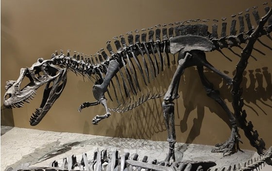 Ceratosaurus skeleton
