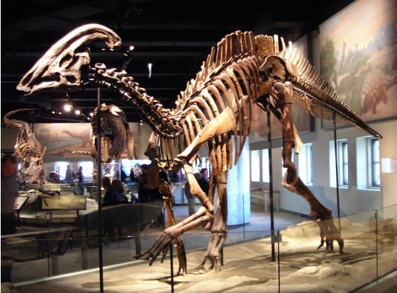 Parasaurolophus skeleton