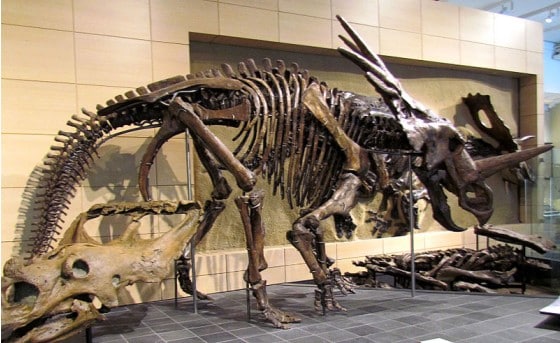 styracosaurus skeleton