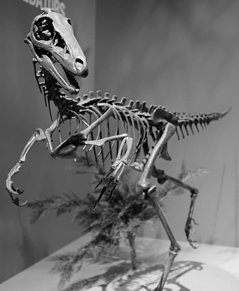 Troodon skeleton