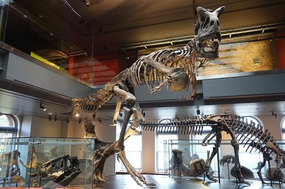 Carnotaurus skeleton
