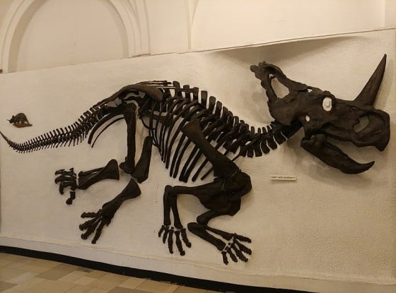 Centrosaurus in Munich Palaeontology Museum
