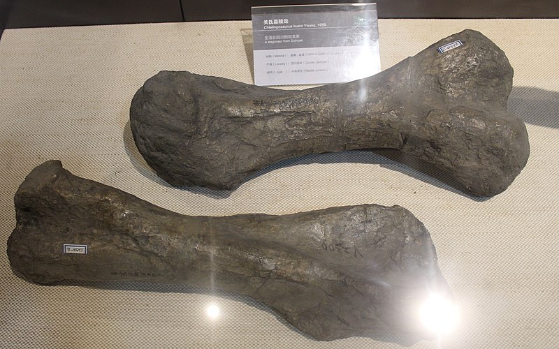 Chialingosaurus fossils