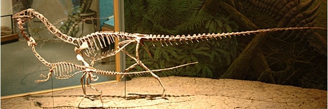 A photograph of Coelophysis bauri taken at the Denver Museum of Nature and Science in 2007.