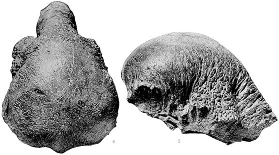 Colepiocephale skull