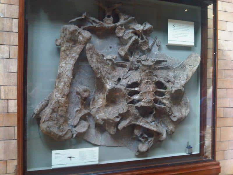 Dacentrurus fossils