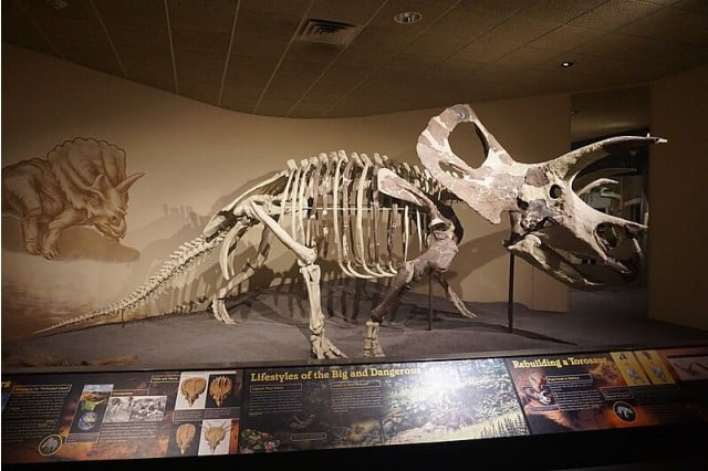 torosaurus skeleton