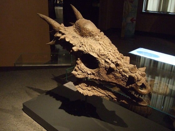Stygimoloch skull