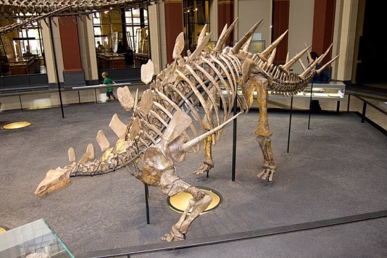 stegosaurs skeleton