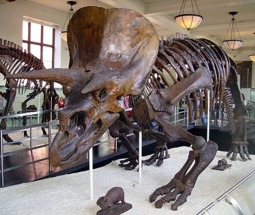 How Well Do You Know Triceratops?