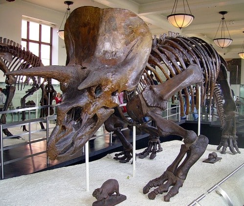 Triceratops skeleton