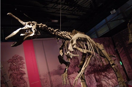 Tsintaosaurus skeleton