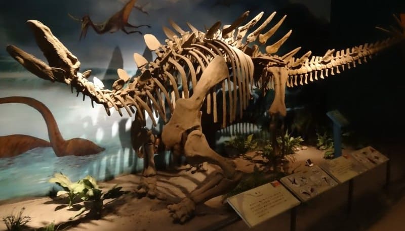 Tuojiangosaurus skeleton